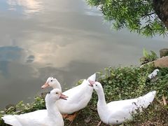 -麻涌飞鸭开心农场