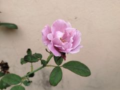 -维乐口腔医院(星海湾分院)