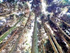 -武陵山森林公园