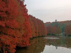 -南京维景国际大酒店咖啡厅