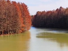 -上海海湾国家森林公园