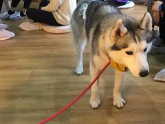 -Husky Go! 哈士奇体验馆·宠物咖啡厅狗咖