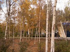 -群力丁香公园