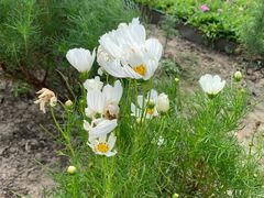 -洪湖湿地生态园