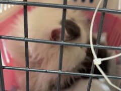 -瑞派名望24h动物医院异宠专科·猫专科·骨科·重症监护分院