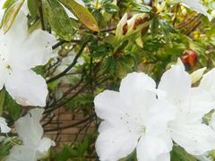 -悉尼蓝山三姐妹峰