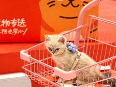 -帕帕拉兹宠物(亚洲旗舰店)