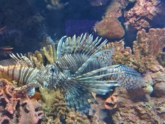 -上海海洋水族馆