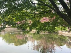 -嘉定紫藤园