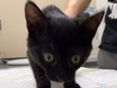 -派特宠物医院(圆融广场店)