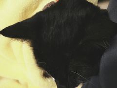 -乐派堂宠物医院·猫友好· 心脏科(东街店)