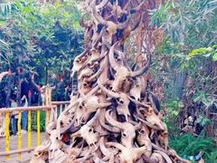 -呀路古热带植物园