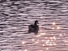 -艾溪湖湿地公园