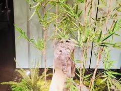 -绿茶餐厅(淮安吾悦广场店)
