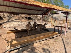 -北京鹿世界主题园