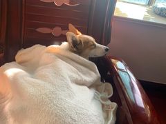 -派特宠物医院(圆融广场店)