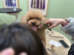 -鑫艺宠物美容培训学校