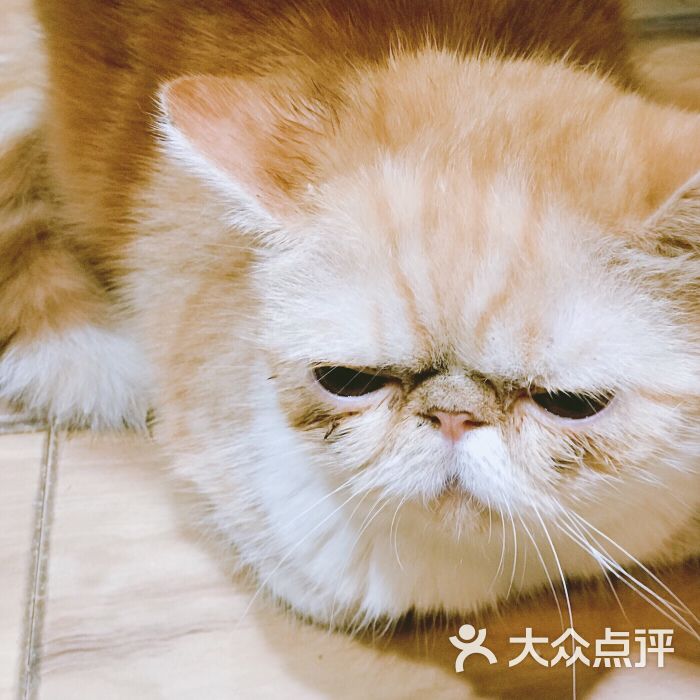 angelacat猫咪主题咖啡馆(新街口店)图片 - 第4张