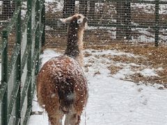 -青藏高原野生动物园