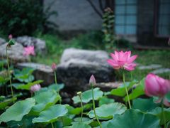 -万源龙顺度假庄园生态观光园