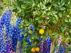 -深圳国际园林花卉博览园