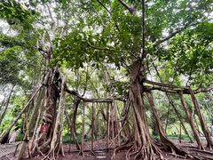 -中国科学院西双版纳热带植物园