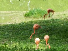 -合肥野生动物园