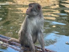 -鸡鸣汤包(红山动物园店)