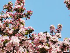 -海棠花溪(元大都城垣遗址公园)