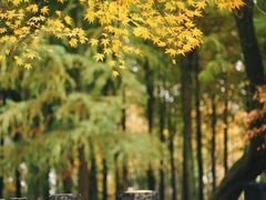 -上海共青森林公园