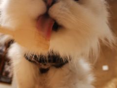 -猫猫幼稚园·撸猫·桌游·电玩