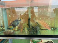 -国际金钻海鲜餐厅