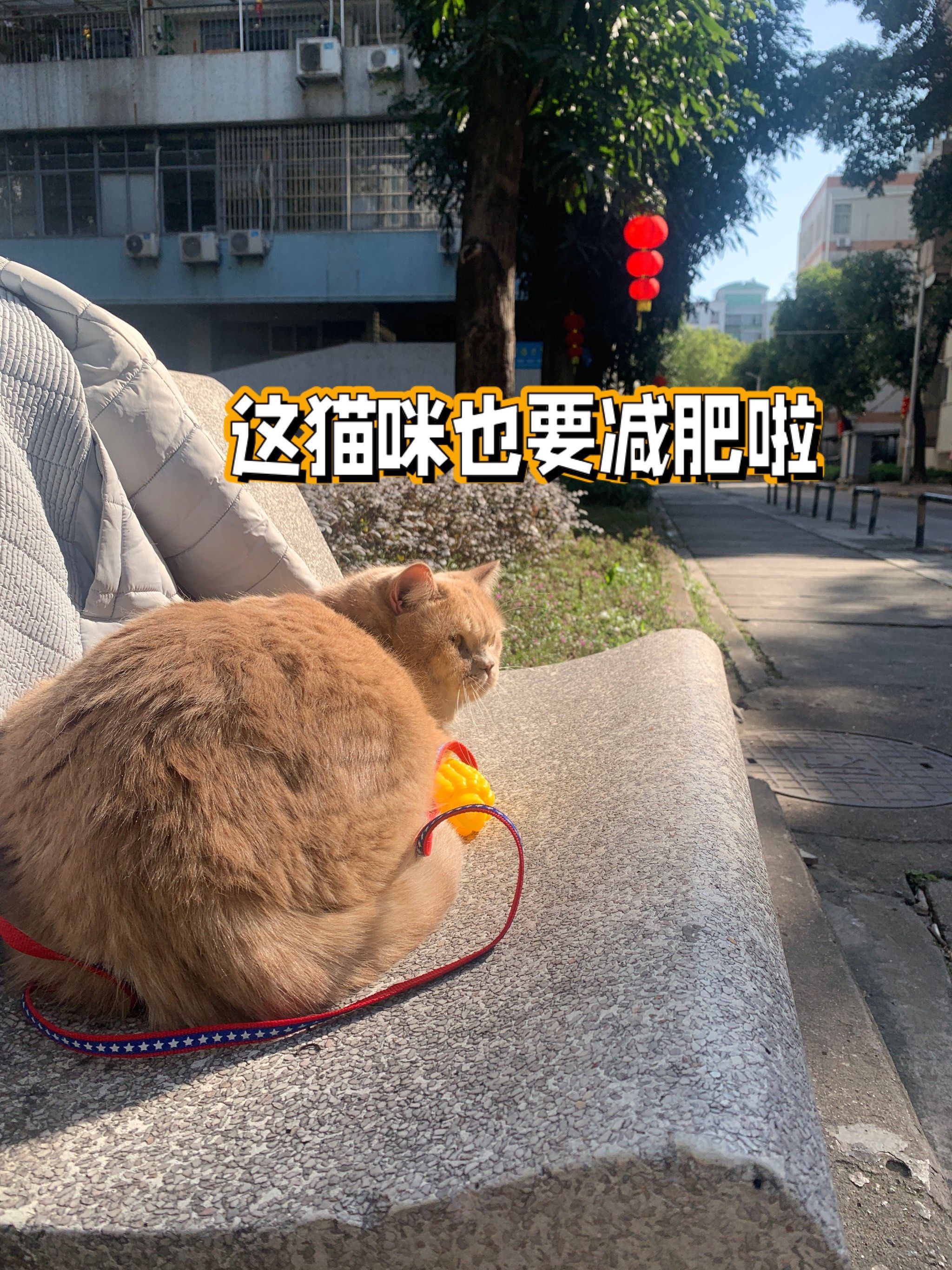 猫咪减肥过健康热闹的新年🐈