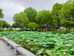 -金银湖国家城市湿地公园