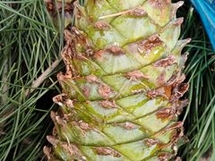 -东方鼎信农副产品交易中心