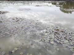 -大湾区中央湿地公园