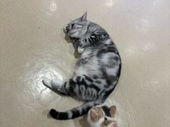 -藏猫猫咖啡主题馆(中央大道店)