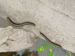 -碓臼峪自然风景区