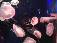 -泉城欧乐堡海洋极地世界
