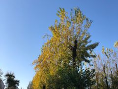 -清华大学-清芬园
