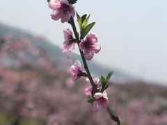 -河口景区