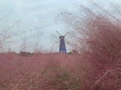 -鹅湖玫瑰文化园
