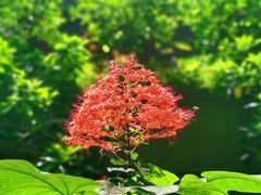 -广州市白云山风景名胜区