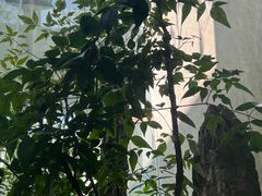 -苏州园林博物馆