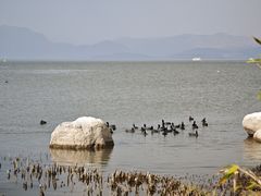 -洱海月湿地公园