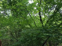 景点-天目湖山水园