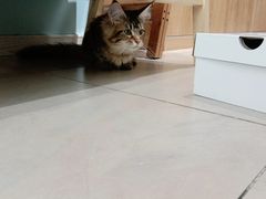 -老吴的猫·猫舍(新区店)