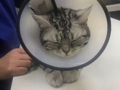 -康乐宝动物医院