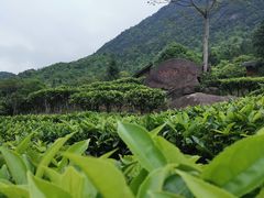 -姑婆山旅游区