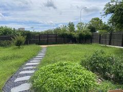 -南汇新场正宗水蜜桃采摘